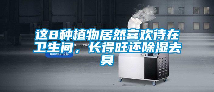 這8種植物居然喜歡待在衛生間，長得旺還除濕去臭
