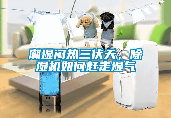 潮濕悶熱三伏天，除濕機如何趕走濕氣