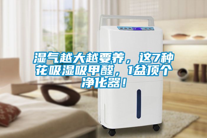 濕氣越大越要養(yǎng)，這7種花吸濕吸甲醛，1盆頂個(gè)凈化器！